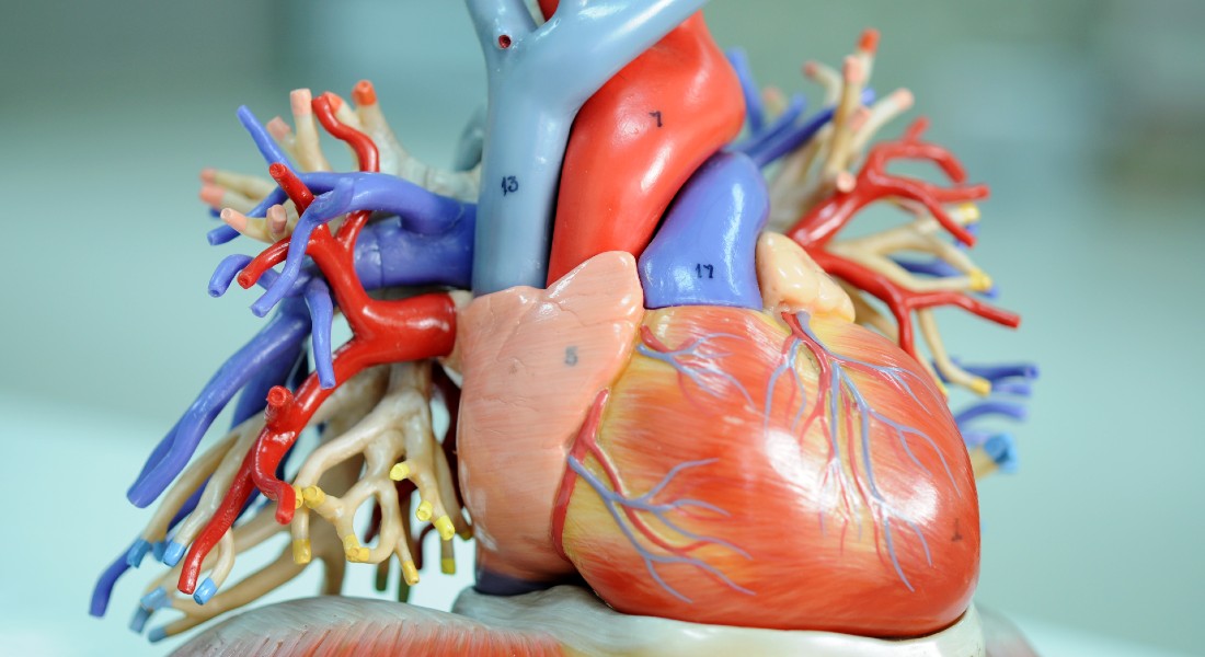 Model af menneskets hjerte