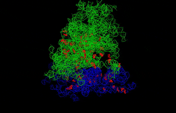 Roterende ribosom
