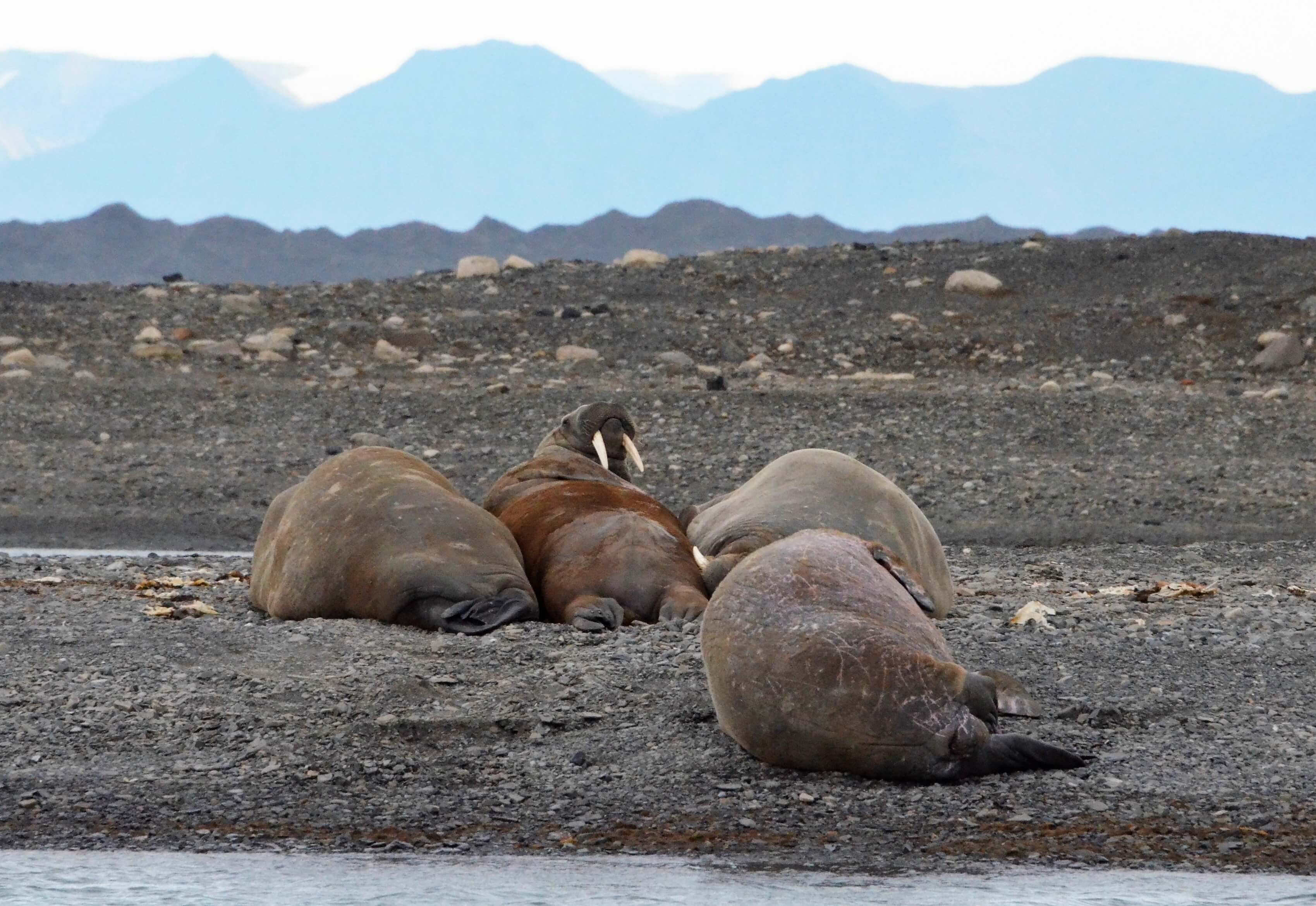 Hvalrosser på Svalbard