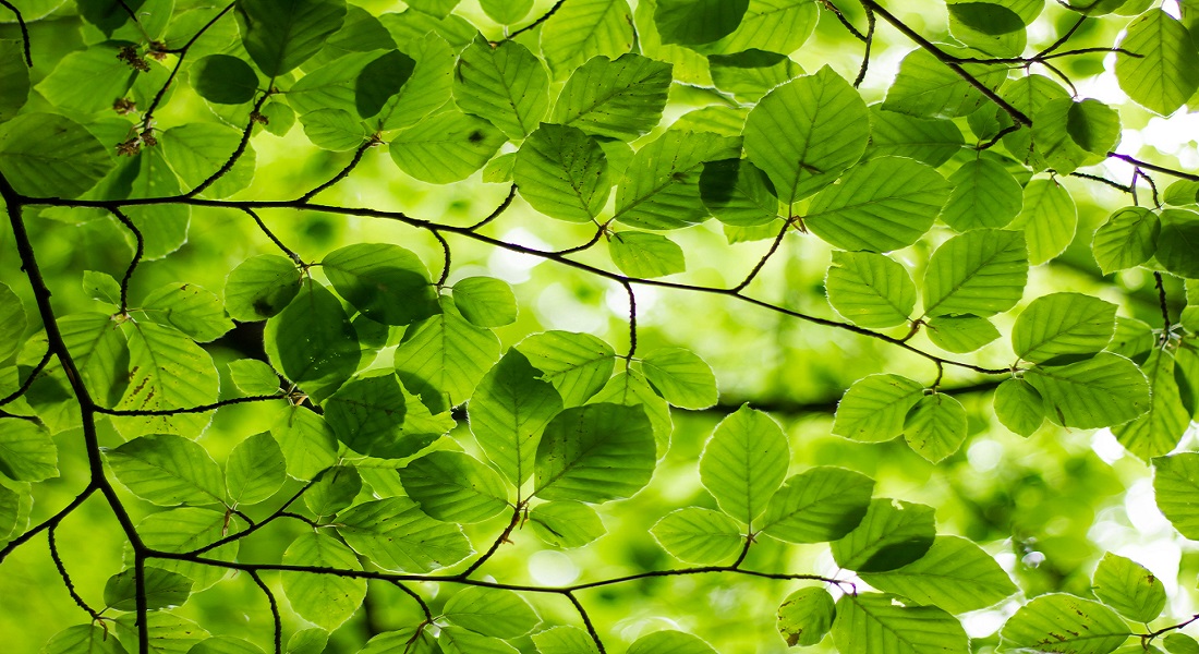 Beech leaf